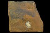 Unidentified Fossil Seed From North Dakota - Paleocene #95363-1